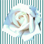 Photo Sculpture Sculpture à une seule rose blanche<br><div class="desc">Cette rose blanche unique de Zazzle et Elizabeth's Creative Poursuites présente une rose blanche unique. Il est également disponible avec une seule rose jaune, une seule rose rouge ou une seule rose rose rose. Les roses rouges symbolisent l'amour et la passion, les roses jaunes symbolisent l'amitié, les roses roses roses...</div>