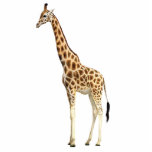 Photo Sculpture Sculpture en girafe<br><div class="desc">Sculpture acrylique en photo d'une girafe brune et bronzage belle. C'est un grand morceau de décor pour votre thème de partie de safari qui peut être employé le plus n'importe où, même pendant qu'une partie d'une pièce maîtresse ! See assortissant la goupille, le porte - clé, l'aimant et l'ornement acryliques...</div>