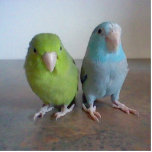 Photo Sculpture Sculpture en Parrotlet<br><div class="desc">Une sculpture de nos deux parrotlets,  kiwis et océans.</div>