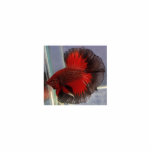 Photo Sculpture Sculpture en poissons de Betta<br><div class="desc">Demi-lune rouge/noir magnifique de papillon grand pour l'enthousiaste de Betta</div>