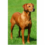 Photo Sculpture Sculpture en Rhodesian Ridgeback<br><div class="desc">Un Rhodesian Rigeback a coupé la sculpture sur le support acrylique.</div>