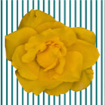 Photo Sculpture Sculpture rose jaune simple<br><div class="desc">Ce design Rose SingleYellow de Zazzle et Elizabeth's Creative Poursuites présente une rose jaune unique. Il est également disponible avec une seule rose rose, une seule rose rouge ou une seule rose blanche. Les roses rouges symbolisent l'amour et la passion, les roses jaunes symbolisent l'amitié, les roses roses roses symbolisent...</div>