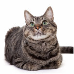 Photo Sculpture Tabby Gris<br><div class="desc">Adorable gray tabby cat sitting down,  looking up on a white background</div>