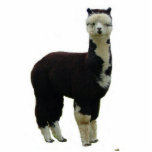 Photo Sculpture Tuxedo Alpaca<br><div class="desc">Un alpaga "tuxedo" noir et blanc est façonné dans une sculpture photo décorative alpaca llama vicuna guanaco ferme ranch animal animal</div>