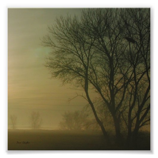 Photo Silhouette de California Sunrise Tree (Devant)