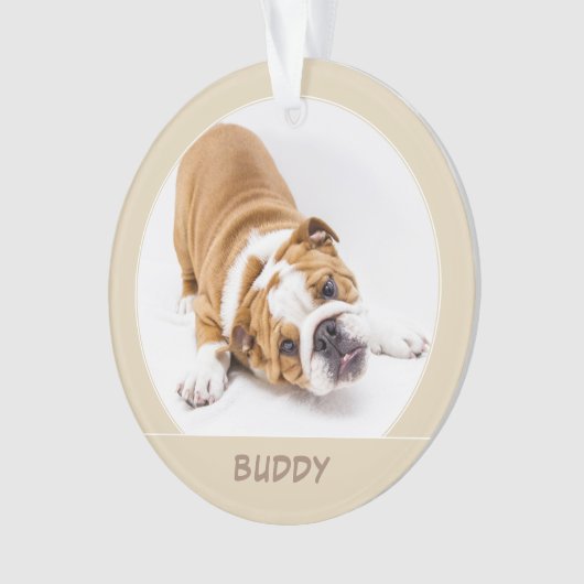 Photo simple Chien Chien Chien Chien Chien Chien (devant)