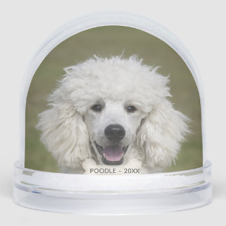 Photo simple personnalisée Poodé Chien
