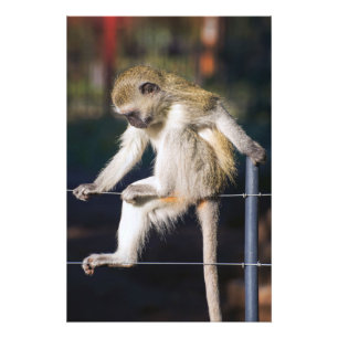 Photo Singe sur clôture haute qualité impression