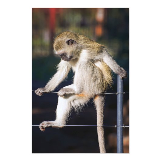 Photo Singe sur clôture haute qualité impression (Devant)
