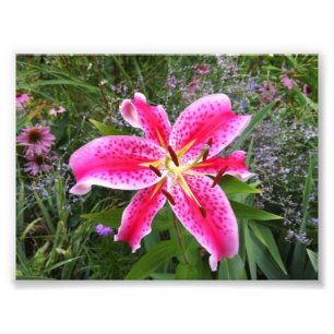Photo : Stargazer Lily
