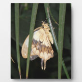 Photo Superbe Plaque Moth (Devant)