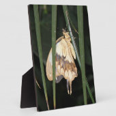 Photo Superbe Plaque Moth (Côté)