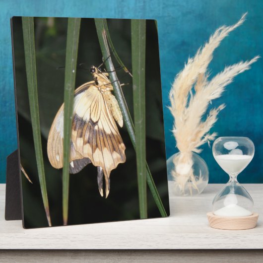 Photo Superbe Plaque Moth (Côté)