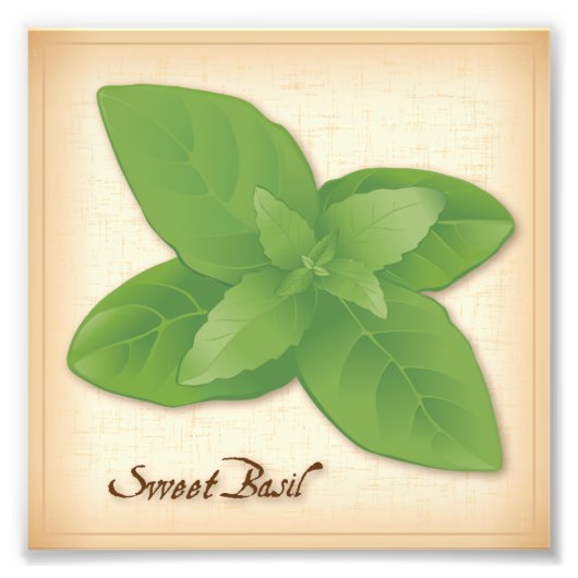 Photo Sweet Basil Herb (Devant)