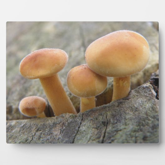 Photo Tabourets sur une Plaque Trunk Tree (Devant)