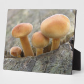 Photo Tabourets sur une Plaque Trunk Tree (Côté)