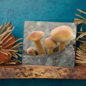 Photo Tabourets sur une Plaque Trunk Tree (Côté)