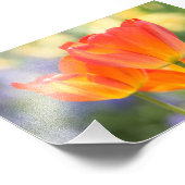 photo - taille 4x6 - tulipes (orange) (Coin)