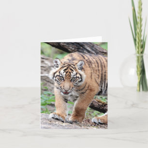 Photo tiger, animal de compagnie, animaux, carte