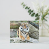 Photo tiger, animaux . carte postale (Debout devant)