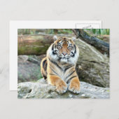Photo tiger, animaux . carte postale (Devant / Derrière)