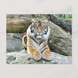 Photo tiger, animaux . carte postale