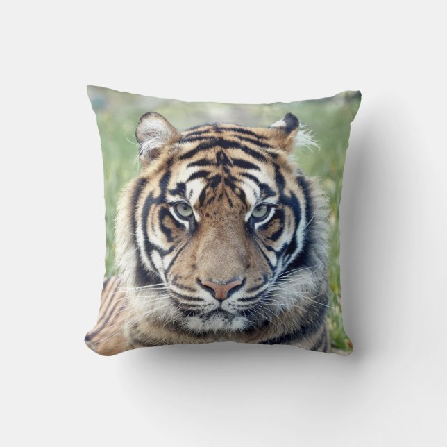 Photo tiger, chat, animaux. Coussin décoratif (Recto)