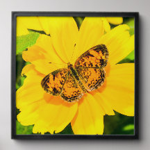 Beaux papillons insectes orange jaune