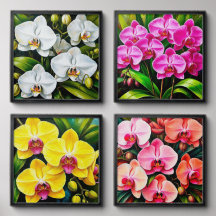 Belles Orchidées