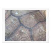 Photo Tortoise Shell par Linda Becker (Devant)