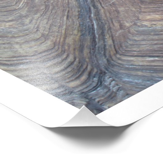 Photo Tortoise Shell par Linda Becker (Coin)