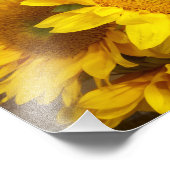 Photo tournesol (Coin)