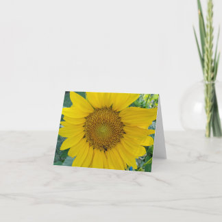 Photo tournesol