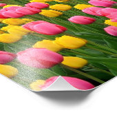 Photo Tulipes 1 Impression (Coin)