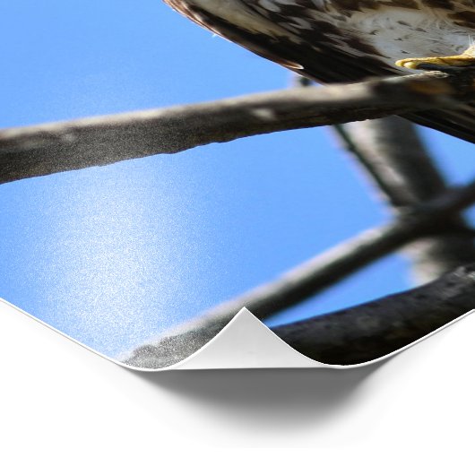 Photo unique de Hawk à queue rouge (Coin)