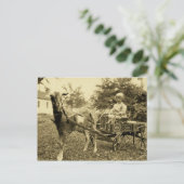 Photo vintage - "Chèvre Panier" - Carte postale (Debout devant)