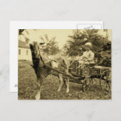 Photo vintage - "Chèvre Panier" - Carte postale (Devant / Derrière)