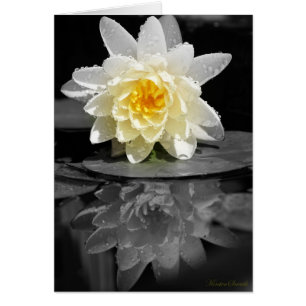 Photo White Water Lily