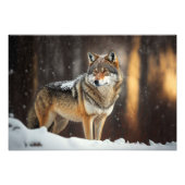 Photo Wolf Yellowstone (Devant)