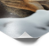 Photo Wolf Yellowstone (Coin)