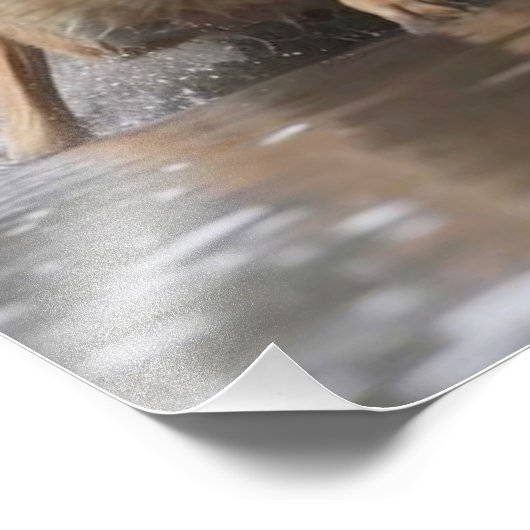 Photo Wolf Yellowstone (Coin)