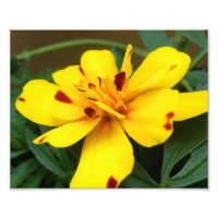 Photo Young Marigold