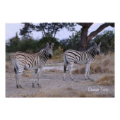Photo Zebra Double Take (Devant)