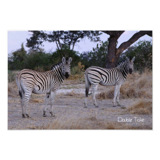 Photo Zebra Double Take (Devant)