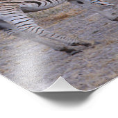 Photo Zebra Double Take (Coin)