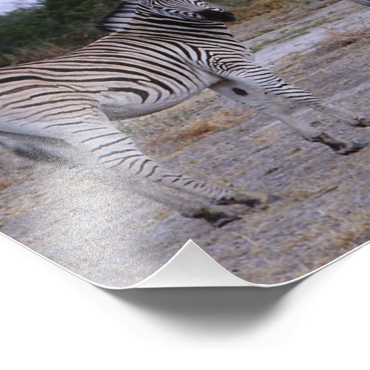 Photo Zebra Double Take (Coin)