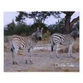 Photo Zebra Double Take (Devant)