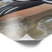 Photographie à capuchon Merganser (Coin)