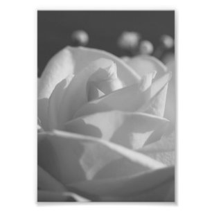 Photographie à fleurs de Rose blanche
