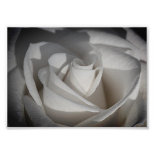 Photographie à fleurs de Rose blanche